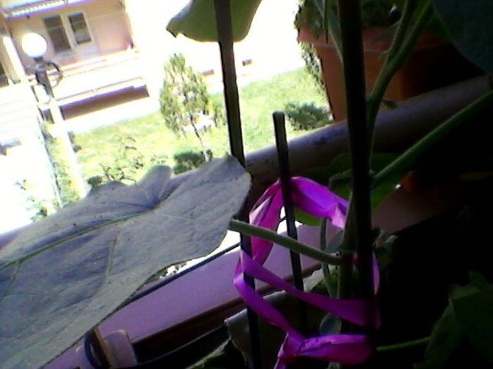 Photo-0235 - orhidee 2013