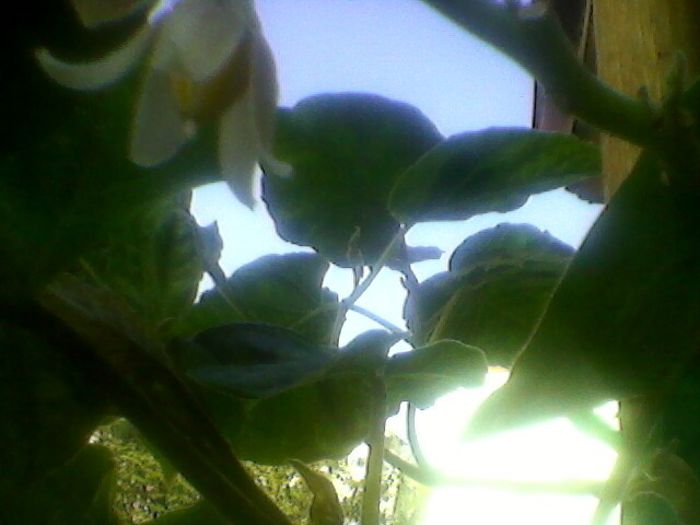 Photo-0236 - orhidee 2013