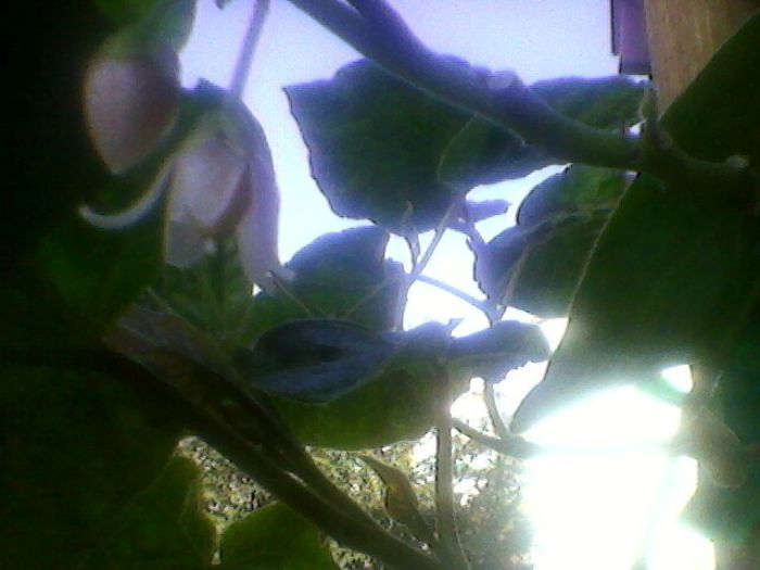 Photo-0237 - orhidee 2013