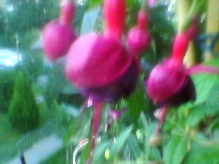 Photo-0239 - orhidee 2013