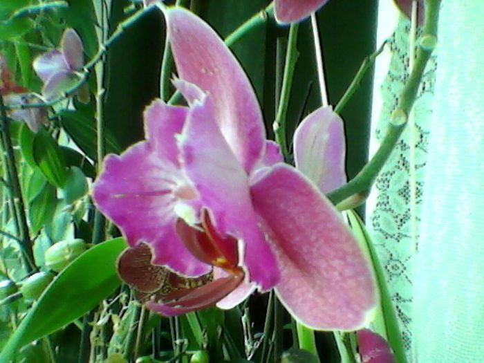 Photo-0243 - orhidee 2013