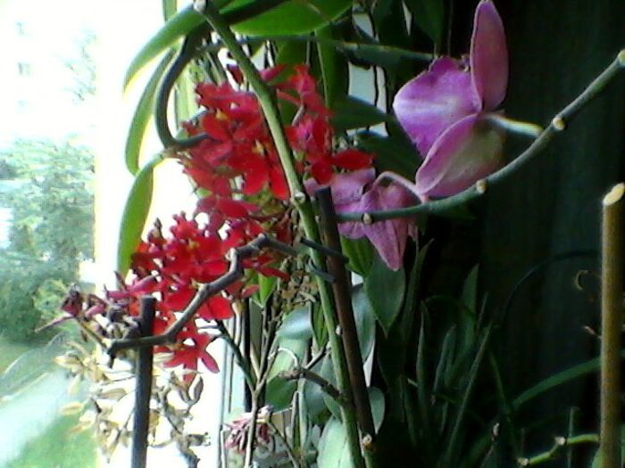 Photo-0244 - orhidee 2013