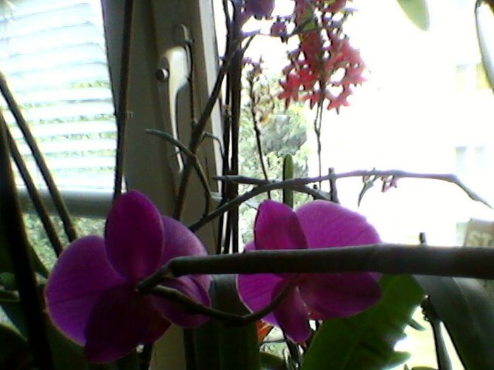 Photo-0245 - orhidee 2013