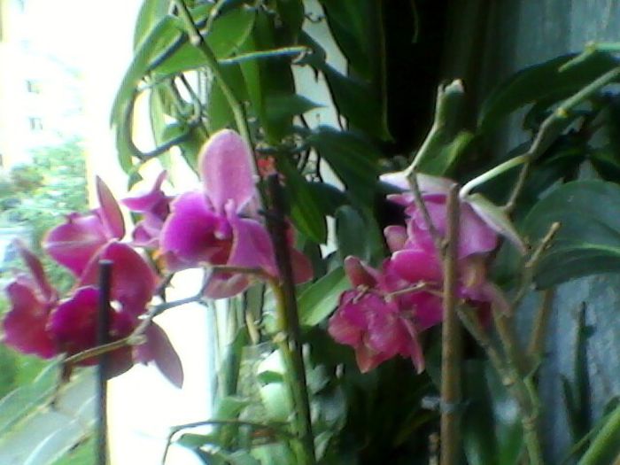 Photo-0116