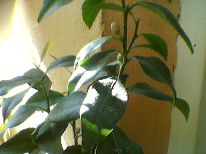 Photo-0150 - Flori noi in vara lui 2013
