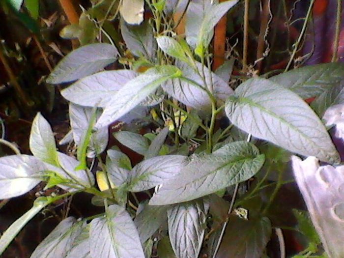 Photo-0152 - Flori noi in vara lui 2013