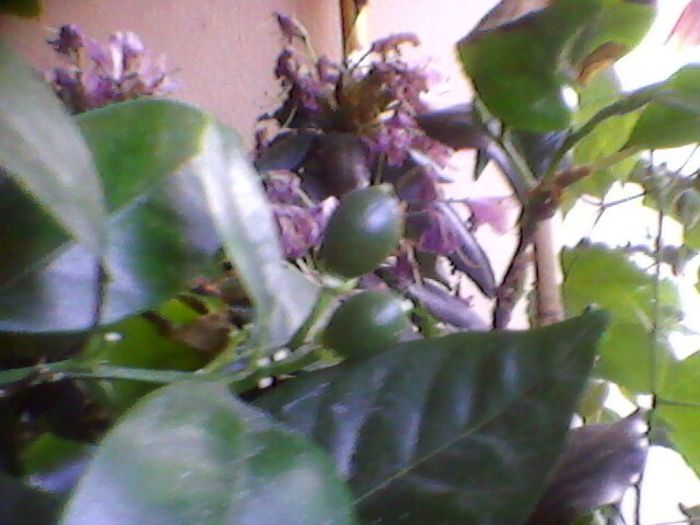 Photo-0211