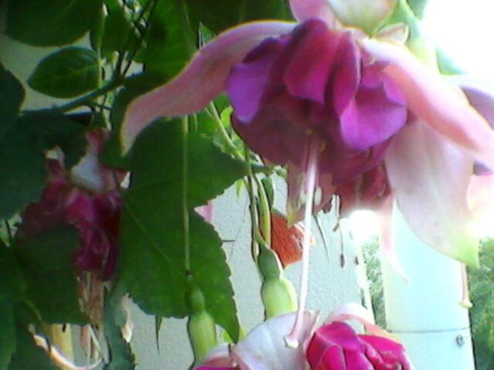 Photo-0199