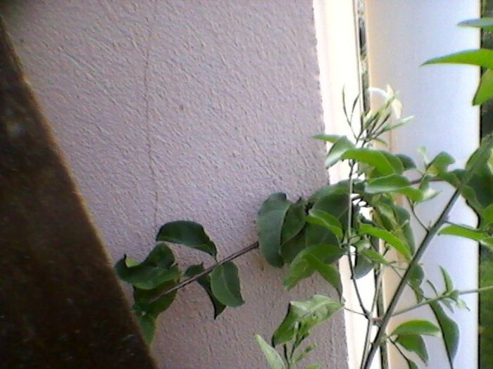 Photo-0203