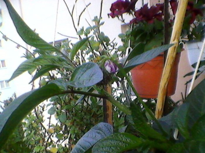 Photo-0207
