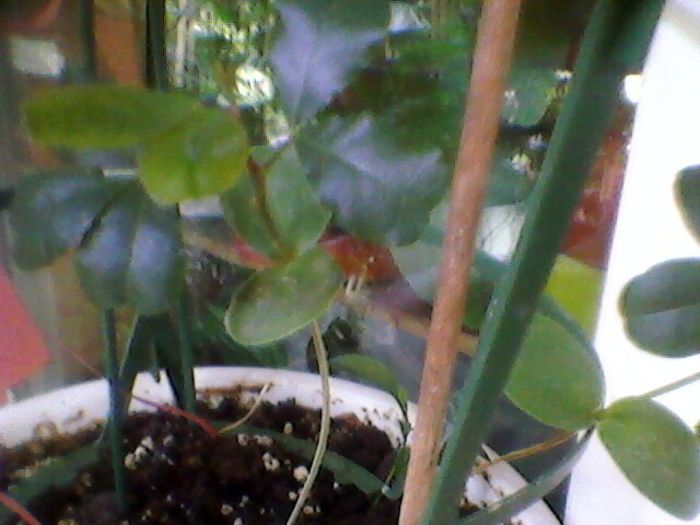 Photo-0209
