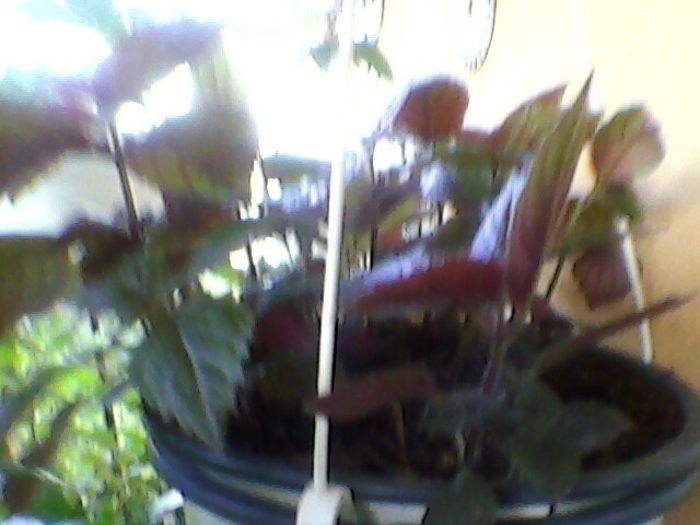 Photo-0216