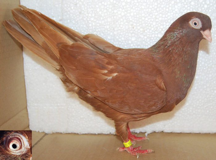 Rosia 16953; serie inel: 16953/2011
tata:rosu - "Hopa Mitica"
mama: galbena din "Pensie"
