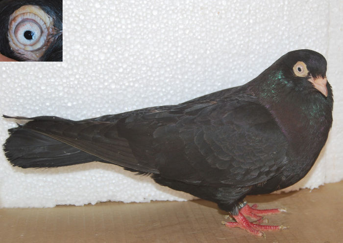 Nagra din negrii batrani; serie inel: 470/2008 (femela este din 2009)
tata: negru batran "Ruhmi"
mama: neagra batrana
