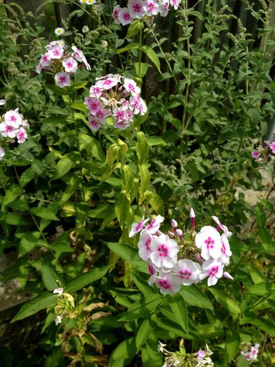IMG_3293 - plante de gradina