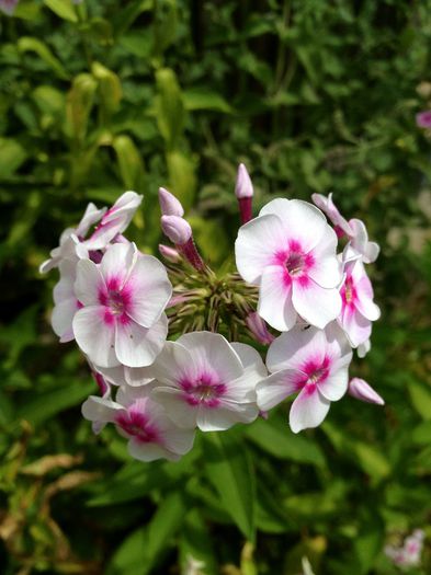 IMG_3294 - plante de gradina