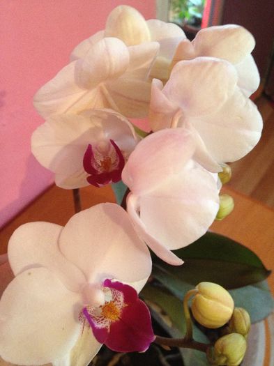 IMG_3297 - diverse plante de camera