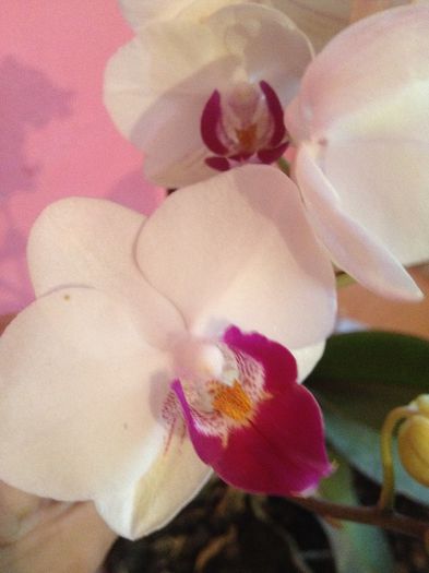 IMG_3298 - diverse plante de camera