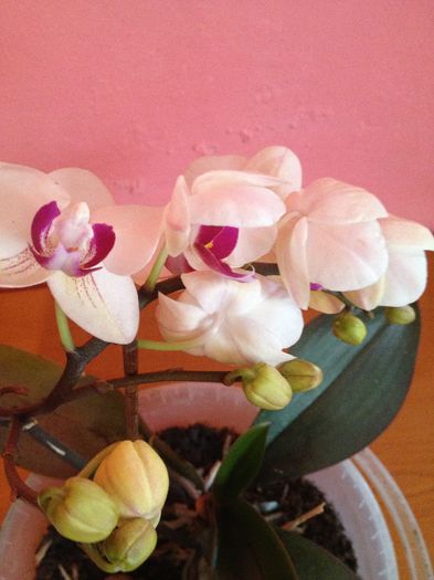 IMG_3299 - diverse plante de camera