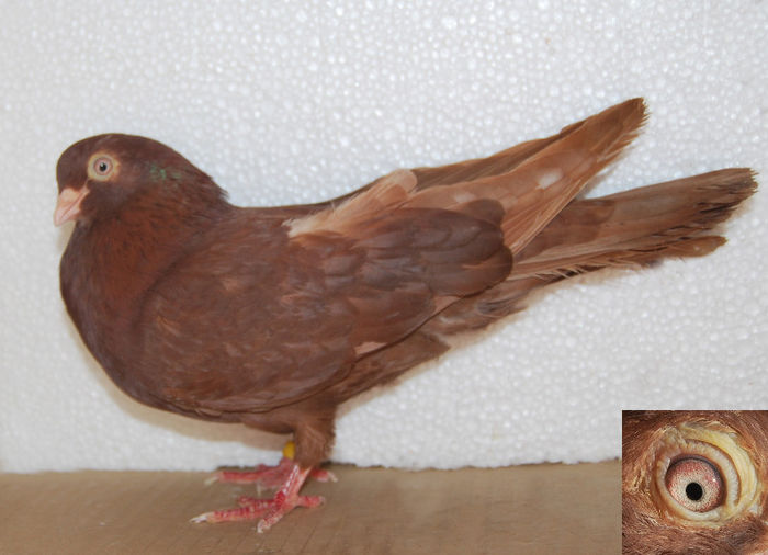 "Sudorita2"; serie inel: - 
tata: rosu sfarcolat
mama: rosia - "Sudorita"
