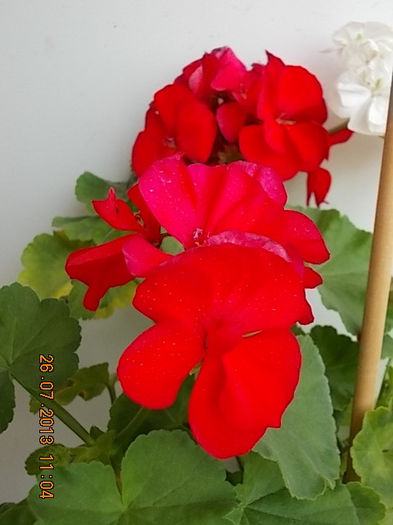 26 iulie 2013-flori, provizoriu 030 - pt dudutica elena
