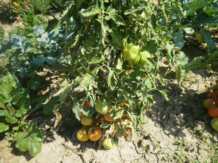 Tomate tip portocala - Gradina