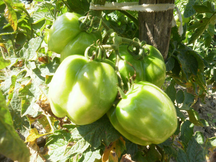 Tomate tip ardei