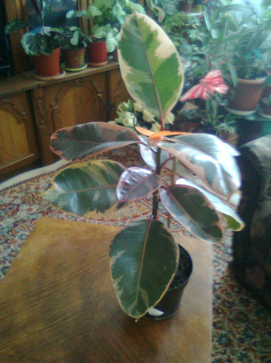 ficus elastica Tinake; ficus in 4 culori alb,roz,vernil si verde
