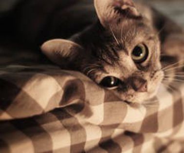 3722419001_b2e7ed705a_thumb