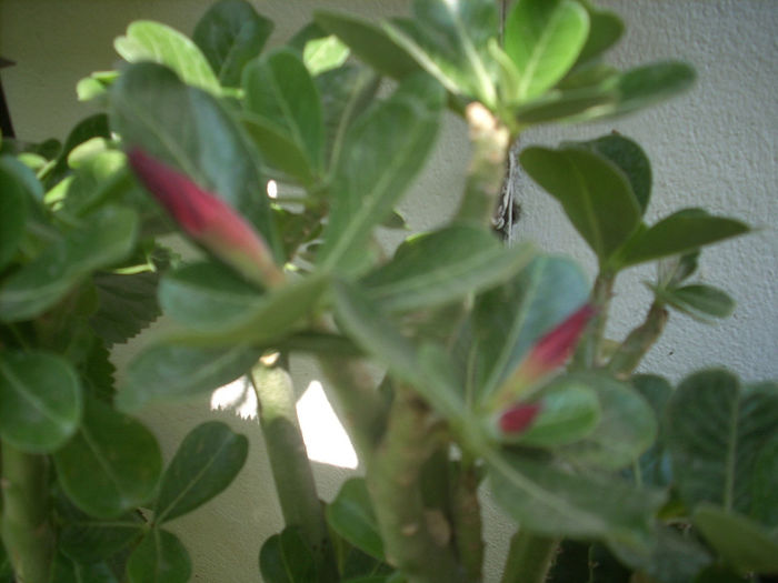 DSCN3285[1]; primii boboci
