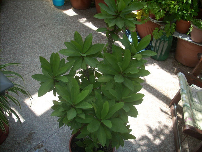 euforbia milli; euphorbia milii ..
