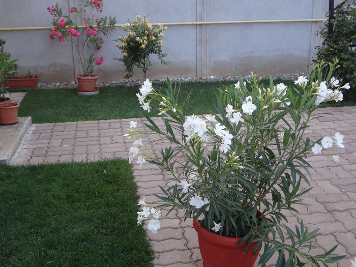 Leandrii alb si roz batut - Plante si flori