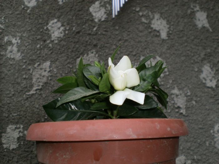 gardenia - 2013