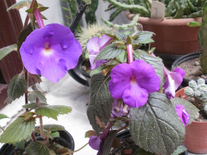 `Purple King` si `Pulcherrima`