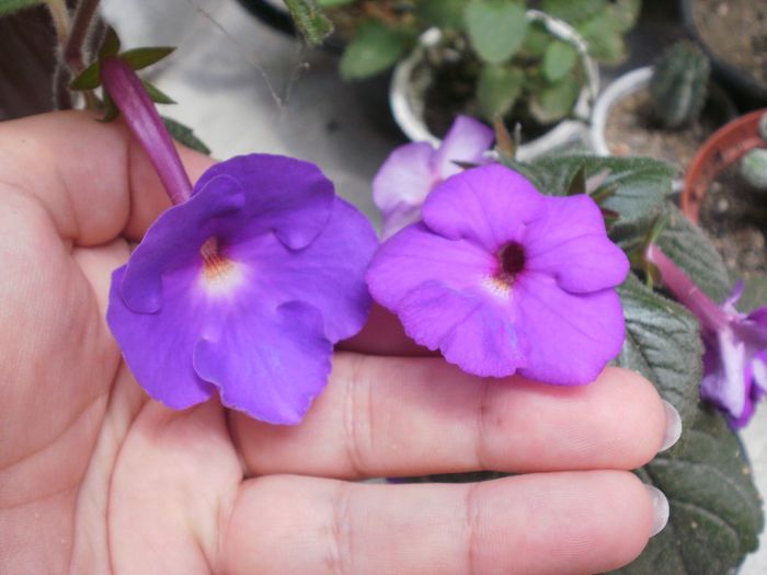`Purple King` si `Pulcherrima`