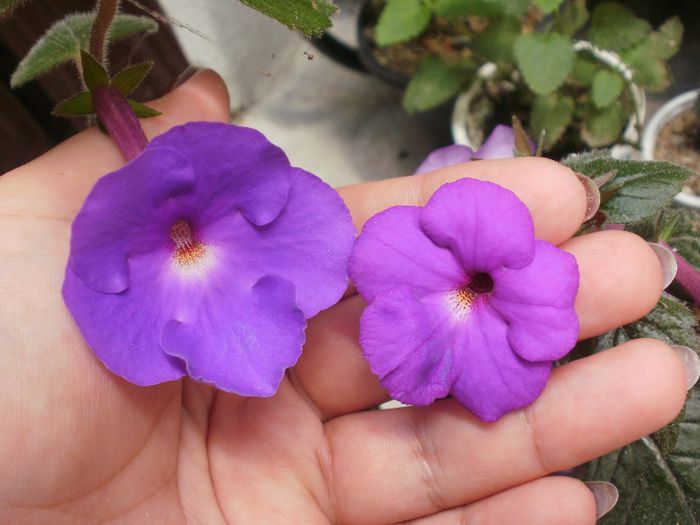 `Purple King` si `Pulcherrima`