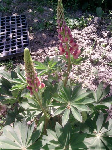 lupin (2)