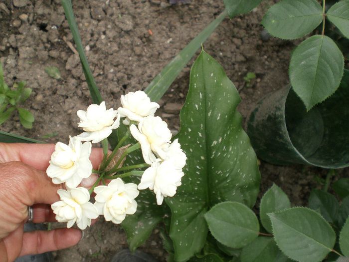 narcisa8; are 8 flori pe tija
