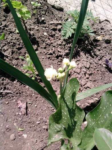 narcisa vara; mi-a inflorit doar in 2013 ca in 2014 au avut doar frunze......Astea-s de la bakker :(
