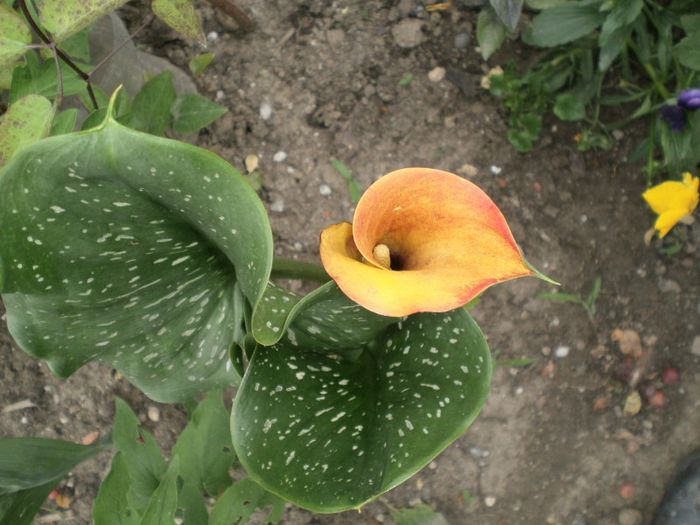 rodul pamantului (3)