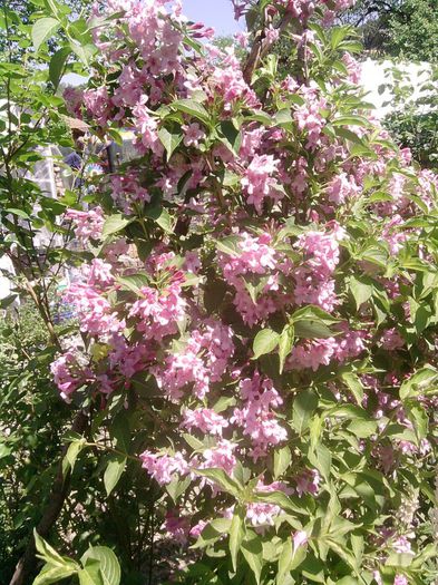 weigela (1) - flori