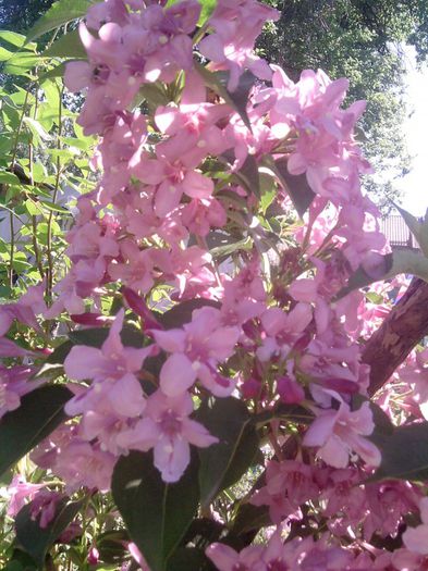 weigela (5) - flori