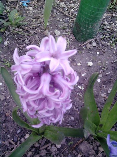 zambile (3) - flori