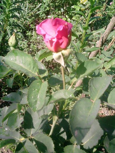 trandafir (5) - trandafirii