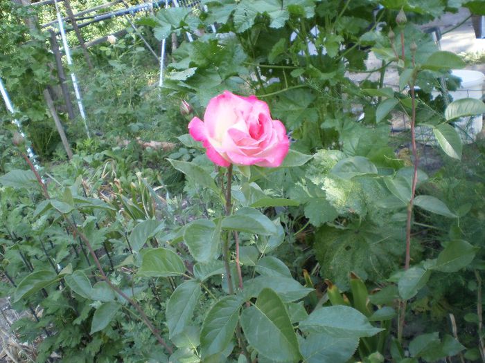 trandafir (12) - trandafirii