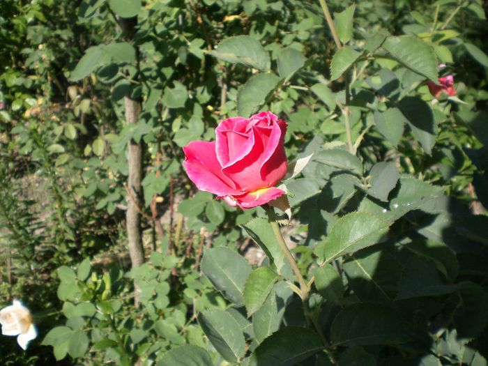 trandafir (13) - trandafirii