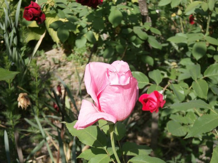 trandafir (17) - trandafirii
