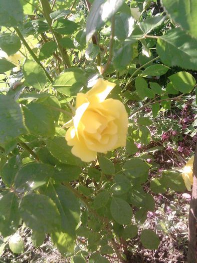 trandafir (31) - trandafirii