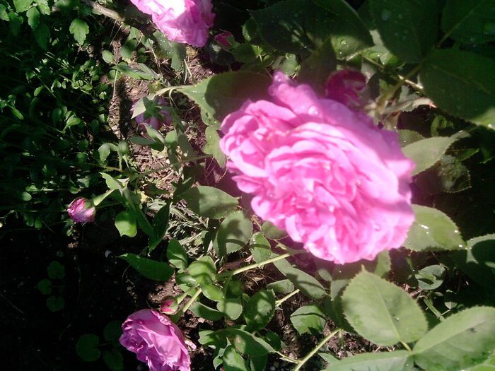 trandafir (32) - trandafirii