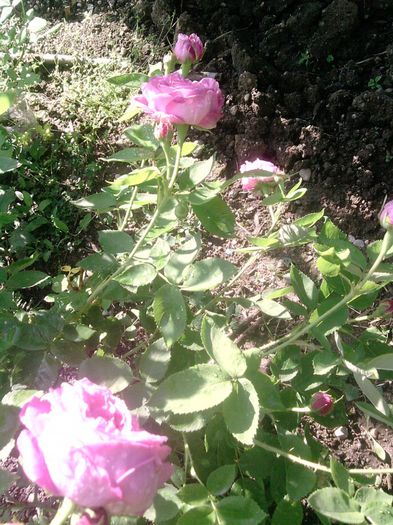 trandafir (33) - trandafirii